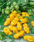 Vegetable Seeds,Garden seeds, Seeds For Planting,Plant Seeds