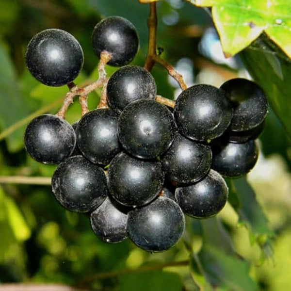 Black Muscadine Grape fruit seeds for planting - Heirloom & Non-GMO garden seeds for sweet vineyard vines