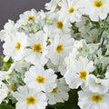 Flower Seeds, Seeds,Seeds For Planting,Plant Seeds