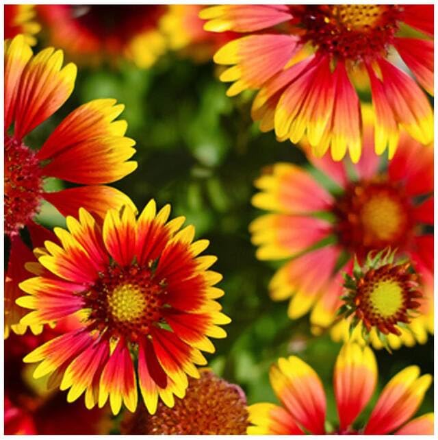 Blanket Flower WildFlower seeds for Planting - Bright Blooms, Heirloom & GMO Free Seeds for Home Garden