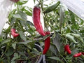 Vegetable Seeds,Garden seeds, Seeds For Planting,Plant Seeds