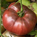 Vegetable Seeds,Garden seeds, Seeds For Planting,Plant Seeds