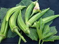 Vegetable Seeds,Garden seeds, Seeds For Planting,Plant Seeds