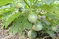 Vegetable Seeds,Garden seeds, Seeds For Planting,Plant Seeds