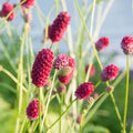 Herb Seeds,Garden seeds, Seeds For Planting,Plant Seeds