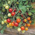 Vegetable Seeds,Garden seeds, Seeds For Planting,Plant Seeds
