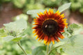 Flower Seeds, Seeds,Seeds For Planting,Plant Seeds
