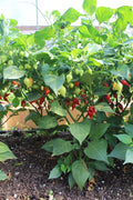 Biquinho Pepper Seeds – Heirloom Non-GMO Sweet Brazilian Chili Vegetable Seeds for Planting, Organic Garden Seeds