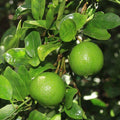 Fruit Seeds,Garden seeds, Seeds For Planting,Plant Seeds