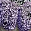 Pale Blue Rock Cress Flower Seeds for Planting | Heirloom, Non-GMO, High Germination Ground Cover Garden Seeds