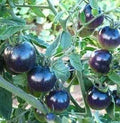 Vegetable Seeds,Garden seeds, Seeds For Planting,Plant Seeds
