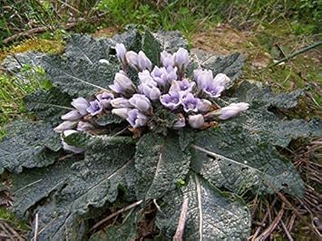 Flower Seeds, Seeds,Seeds For Planting,Plant Seeds