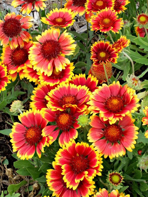 Indian Blanket WildFlower seeds for Planting - Cut Flower Favorite, Heirloom & GMO Free Seeds for Home Garden