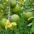Fruit Seeds,Garden seeds, Seeds For Planting,Plant Seeds