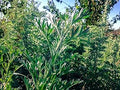 Herb Seeds,Garden seeds, Seeds For Planting,Plant Seeds