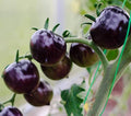 Vegetable Seeds,Garden seeds, Seeds For Planting,Plant Seeds