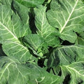 Vegetable Seeds,Garden seeds, Seeds For Planting,Plant Seeds