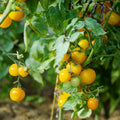 Vegetable Seeds,Garden seeds, Seeds For Planting,Plant Seeds
