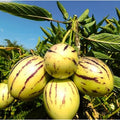 Fruit Seeds,Garden seeds, Seeds For Planting,Plant Seeds