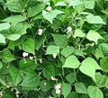 Vegetable Seeds,Garden seeds, Seeds For Planting,Plant Seeds