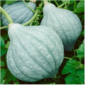 Vegetable Seeds,Garden seeds, Seeds For Planting,Plant Seeds