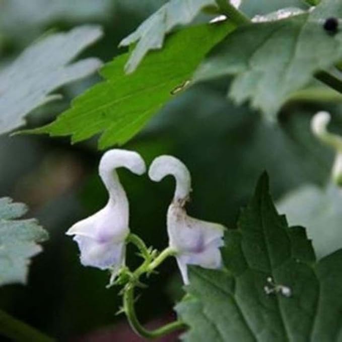 swan flower seeds Swan Flower Seeds for Planting – Heirloom, Non-GMO, High Germination  Organic Garden Seeds