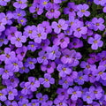 Flower Seeds, Seeds,Seeds For Planting,Plant Seeds