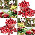 Fruit Seeds,Garden seeds, Seeds For Planting,Plant Seeds