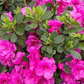 Flower Seeds, Seeds,Seeds For Planting,Plant Seeds