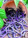 Vegetable Seeds,Garden seeds, Seeds For Planting,Plant Seeds