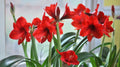 Flower Seeds, Seeds,Seeds For Planting,Plant Seeds