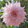 Flower Seeds, Seeds,Seeds For Planting,Plant Seeds