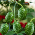 West Indian Gherkin Cucumber Seeds for Planting – Heirloom, Non-GMO, Spiny Pickling Vegetable – High Germination