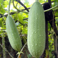 Vegetable Seeds,Garden seeds, Seeds For Planting,Plant Seeds