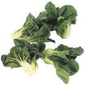 Vegetable Seeds,Garden seeds, Seeds For Planting,Plant Seeds