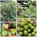 Vegetable Seeds,Garden seeds, Seeds For Planting,Plant Seeds