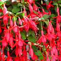 Flower Seeds, Seeds,Seeds For Planting,Plant Seeds