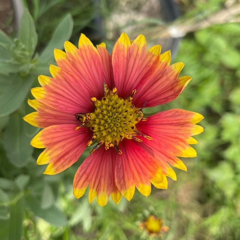 Indian Blanket WildFlower seeds for Planting - Cut Flower Favorite, Heirloom & GMO Free Seeds for Home Garden