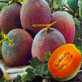 Fruit Seeds,Garden seeds, Seeds For Planting,Plant Seeds