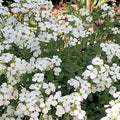 Flower Seeds, Seeds,Seeds For Planting,Plant Seeds