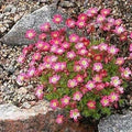 Flower Seeds, Seeds,Seeds For Planting,Plant Seeds
