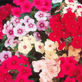 Mix Creeping Phlox Flower seeds for Planting - Long Bloom Season, Heirloom & GMO Free Seeds for Home Garden