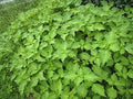 Herb Seeds,Garden seeds, Seeds For Planting,Plant Seeds