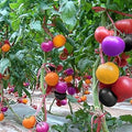 Vegetable Seeds,Garden seeds, Seeds For Planting,Plant Seeds