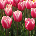 Flower Seeds, Seeds,Seeds For Planting,Plant Seeds