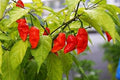 Vegetable Seeds,Garden seeds, Seeds For Planting,Plant Seeds