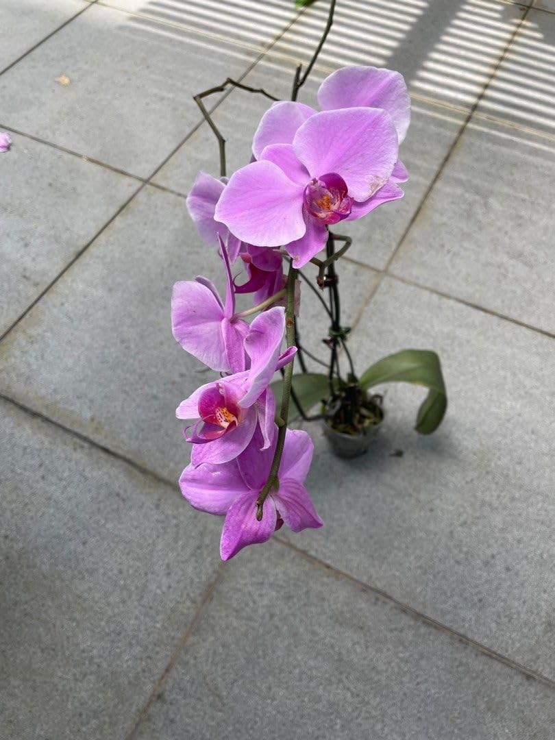 Flower Seeds, Seeds,Seeds For Planting,Plant Seeds