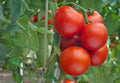 Red Giant Tomato Seeds for Planting – Heirloom Non-GMO Large Fruit Tomatoes – Organic Garden Seeds, High Germination
