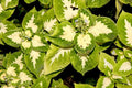 Flower Seeds, Seeds,Seeds For Planting,Plant Seeds