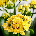 Dark Yellow Succulent Flower Seeds 100 pcs – Heirloom, High Germination, Non-GMO Organic Seeds for Planting